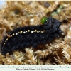 parnassius nordmanni larva4b